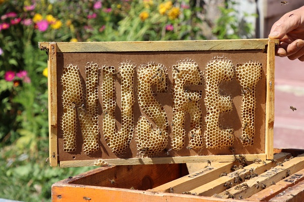 Foto - Erzurumlu vatandaş hedefine ulaştı! Bu adam arılara 'yazma' öğretti
