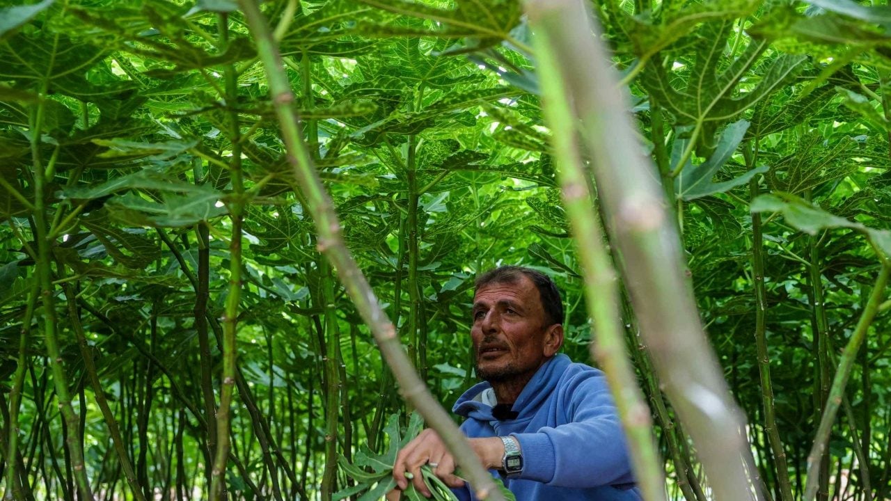 Foto - Esed haini yüz binlercesini kesmiş! İdlib'de hayat yeniden yeşilleniyor