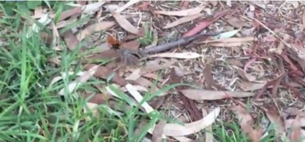 Foto - Eşek arısı, dev örümceği avladı!