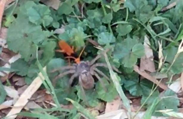 Foto - Eşek arısı, dev örümceği avladı!