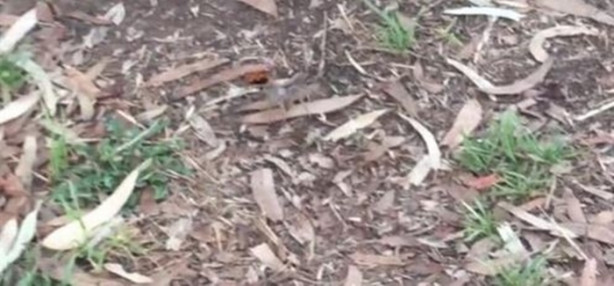 Foto - Eşek arısı, dev örümceği avladı!