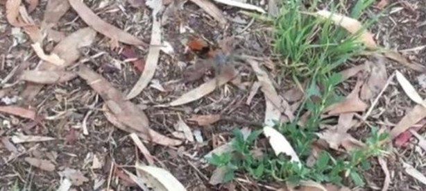 Foto - Eşek arısı, dev örümceği avladı!