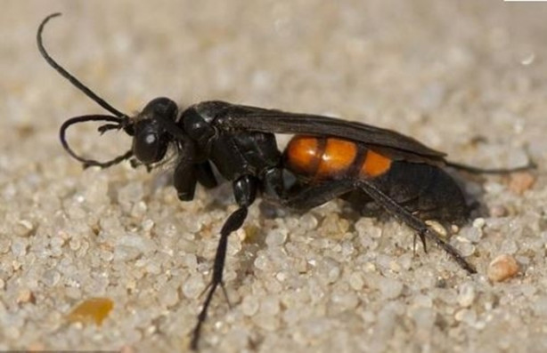 Foto - Eşek arısı, dev örümceği avladı!