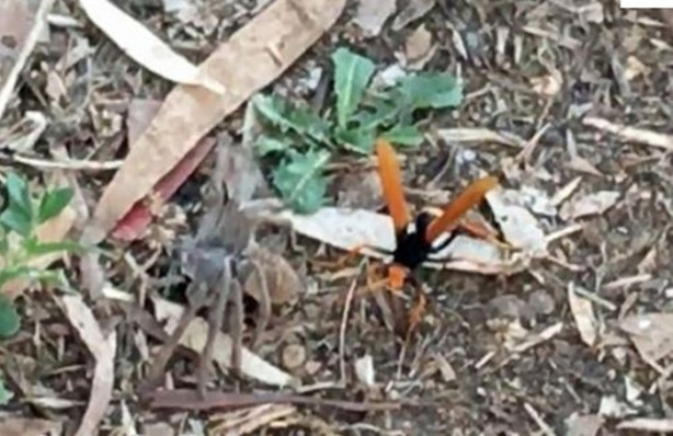 Foto - Eşek arısı, dev örümceği avladı!