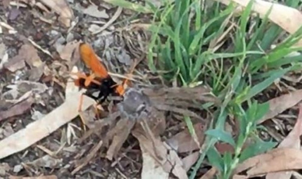  Eşek arısı, dev örümceği avladı!