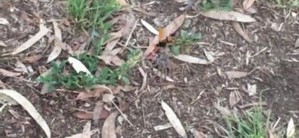 Foto - Eşek arısı, dev örümceği avladı!