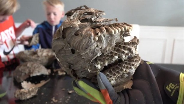 Foto - Eşek arısı kovanının içinden ne çıktı?