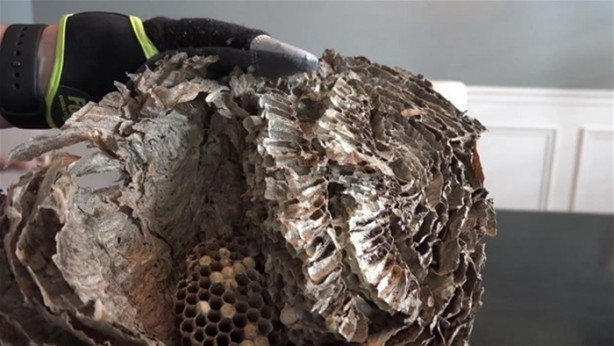 Foto - Eşek arısı kovanının içinden ne çıktı?