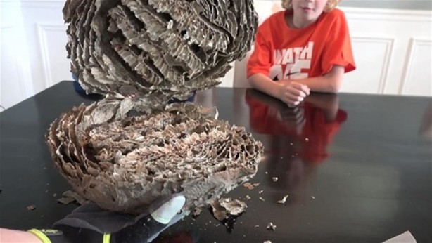 Foto - Eşek arısı kovanının içinden ne çıktı?