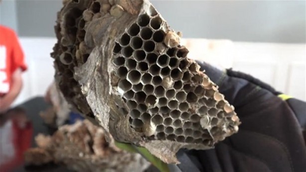 Foto - Eşek arısı kovanının içinden ne çıktı?