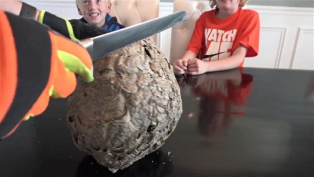 Foto - Eşek arısı kovanının içinden ne çıktı?