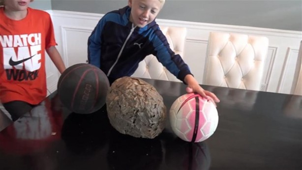 Foto - Eşek arısı kovanının içinden ne çıktı?