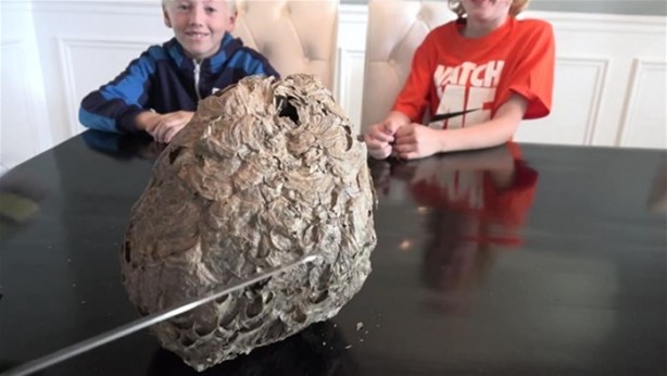 Foto - Eşek arısı kovanının içinden ne çıktı?