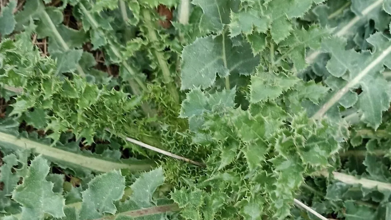  Eşek Gevreği otu: şifa dolu, antioksidan deposu olan bitki vazgeçilmez olacak! Peki, çayı nasıl yapılır?