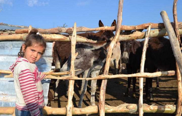 Foto - Eşek sütünün litresini 120 liradan satıyor