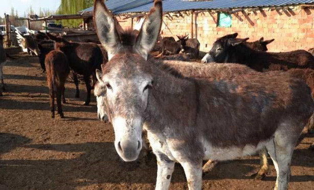 Foto - Eşek sütünün litresini 120 liradan satıyor