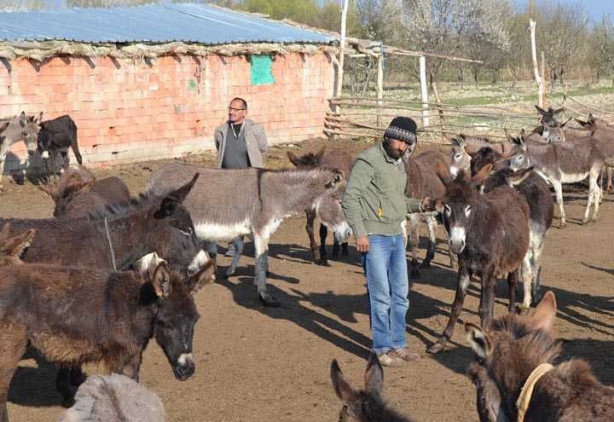 Eşek sütünün litresini 120 liradan satıyor