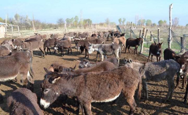 Foto - Eşek sütünün litresini 120 liradan satıyor