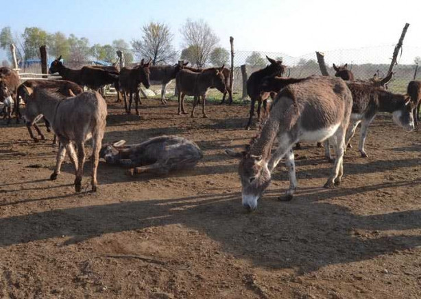 Foto - Eşek sütünün litresini 120 liradan satıyor