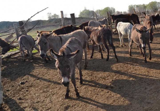 Foto - Eşek sütünün litresini 120 liradan satıyor