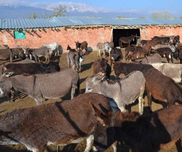 Foto - Eşek sütünün litresini 120 liradan satıyor