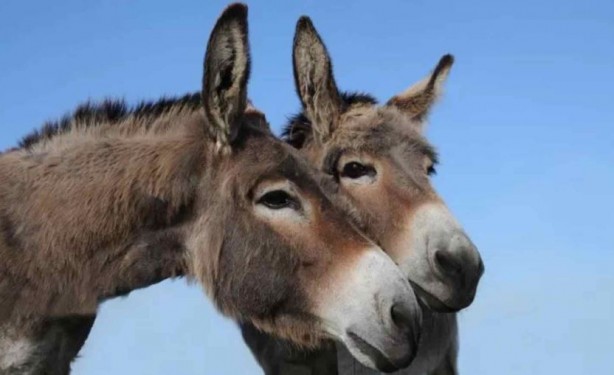 Foto - Eşeklere de huzur yok! Tek bir ilaç için bir yılda milyonlarcası katledildi