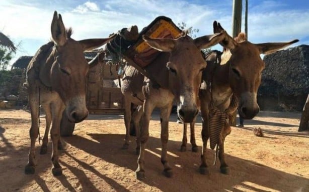 Eşeklere de huzur yok! Tek bir ilaç için bir yılda milyonlarcası katledildi