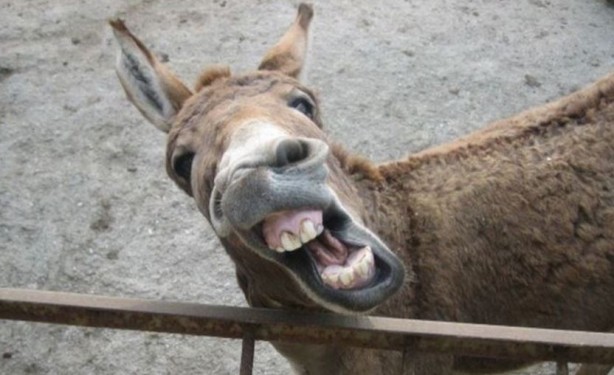 Foto - Eşeklere de huzur yok! Tek bir ilaç için bir yılda milyonlarcası katledildi