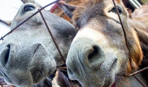 Foto - Eşeklere de huzur yok! Tek bir ilaç için bir yılda milyonlarcası katledildi
