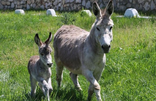 Foto - Eşeklere de huzur yok! Tek bir ilaç için bir yılda milyonlarcası katledildi