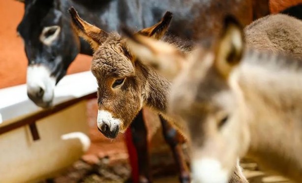 Foto - Eşeklere de huzur yok! Tek bir ilaç için bir yılda milyonlarcası katledildi