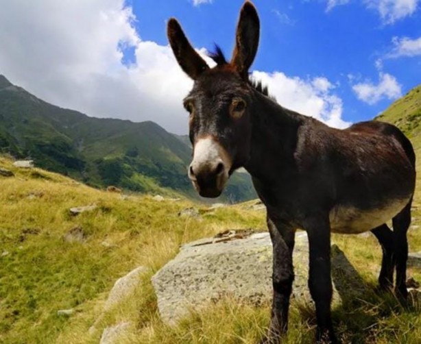 Foto - Eşeklere de huzur yok! Tek bir ilaç için bir yılda milyonlarcası katledildi