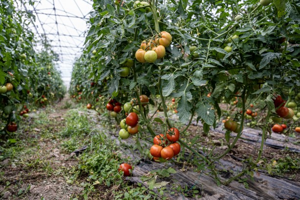 Foto - Eşeklerin dahi otlatılmadığı alana ekim yaptı! Sonuç şok etti, şimdi öğretmen maaşına 10 işçi çalıştırıyor