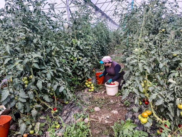 Foto - Eşeklerin dahi otlatılmadığı alana ekim yaptı! Sonuç şok etti, şimdi öğretmen maaşına 10 işçi çalıştırıyor