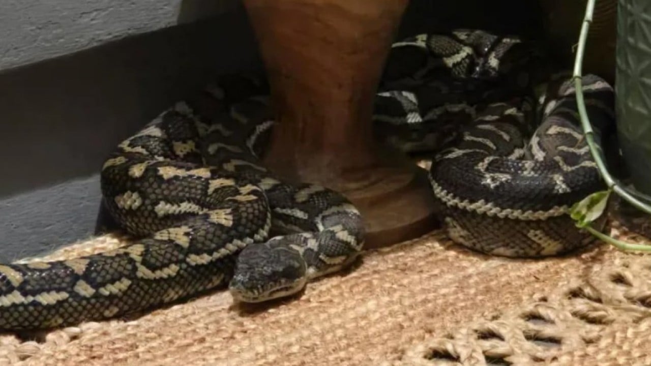 Eşi gece yarısı böyle uyardı: Kımıldama üzerinde 2,5 metrelik piton var