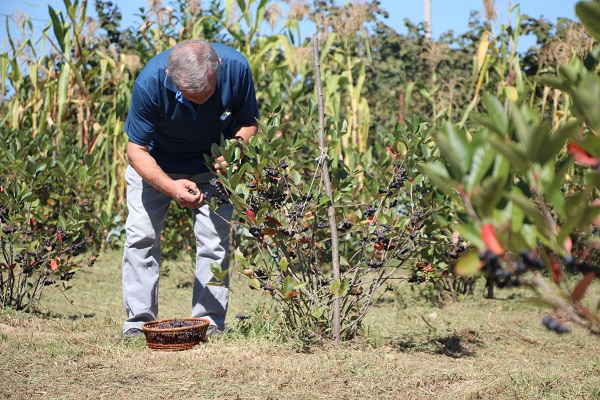 Foto - Eşi için yetiştirmeye başlamıştı! Kilosu 400 TL kapış kapış gidiyor