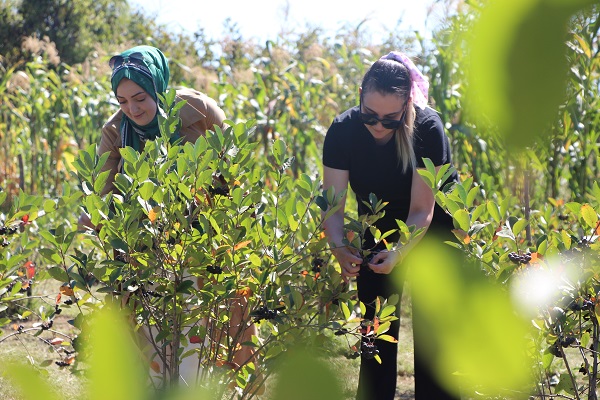 Foto - Eşi için yetiştirmeye başlamıştı! Kilosu 400 TL kapış kapış gidiyor