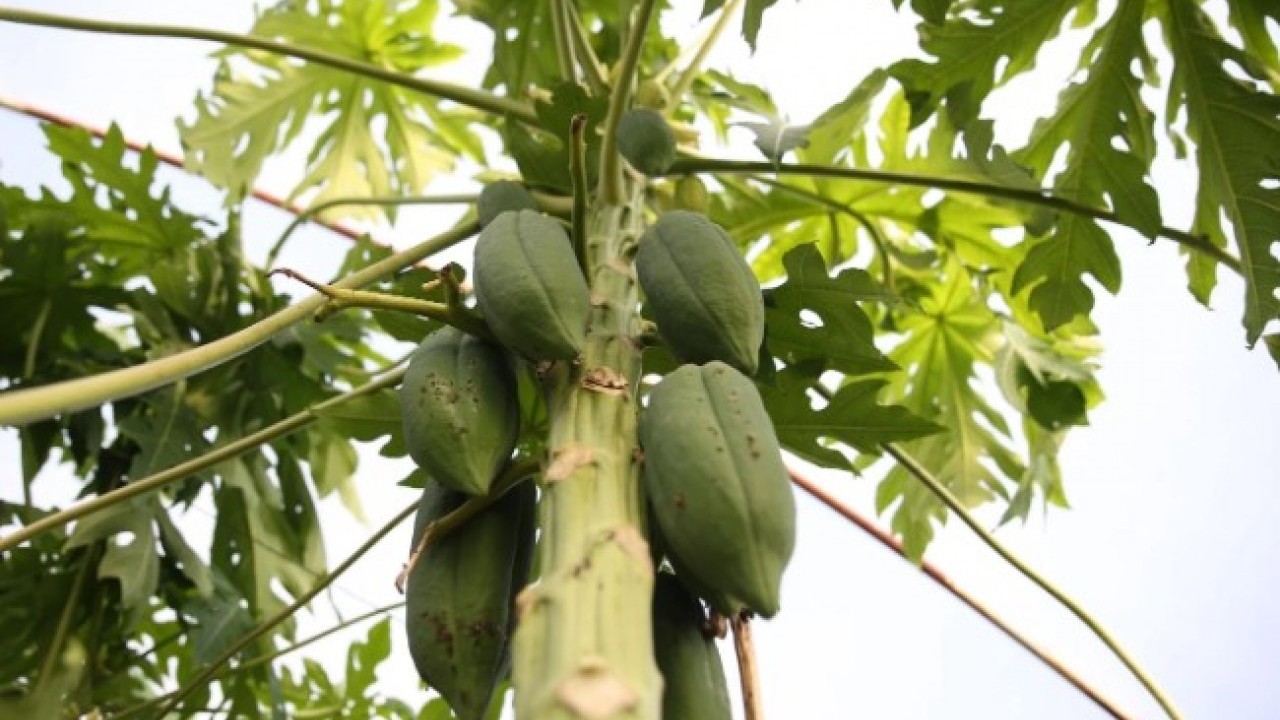 Foto - Eşi seviyor diye üretmeye başlamıştı! Şimdi paraya para demiyor