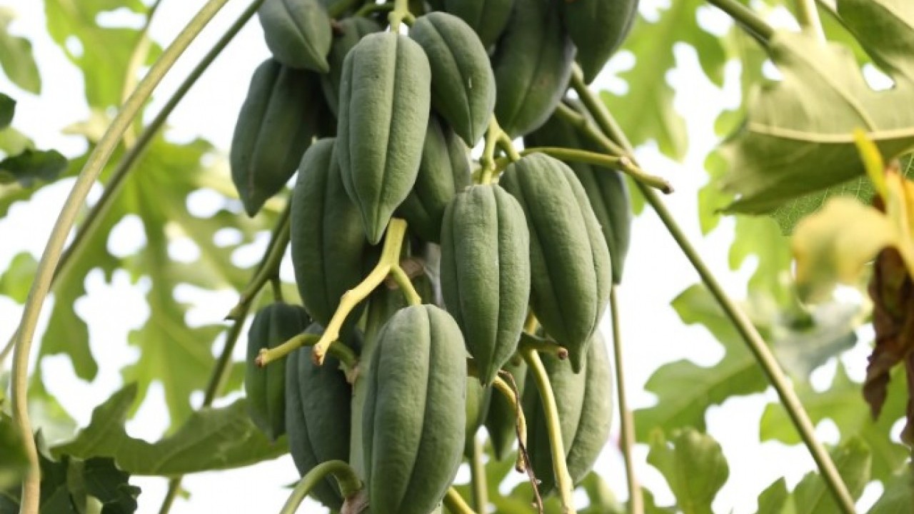 Foto - Eşi seviyor diye üretmeye başlamıştı! Şimdi paraya para demiyor