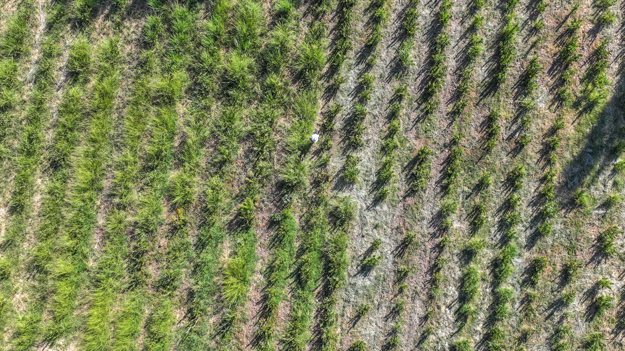 Foto - Eşine bulamamıştı, onun anısına yetiştiriyor! Emekli emniyet müdürü aronyayı Diyarbakır’a getirdi