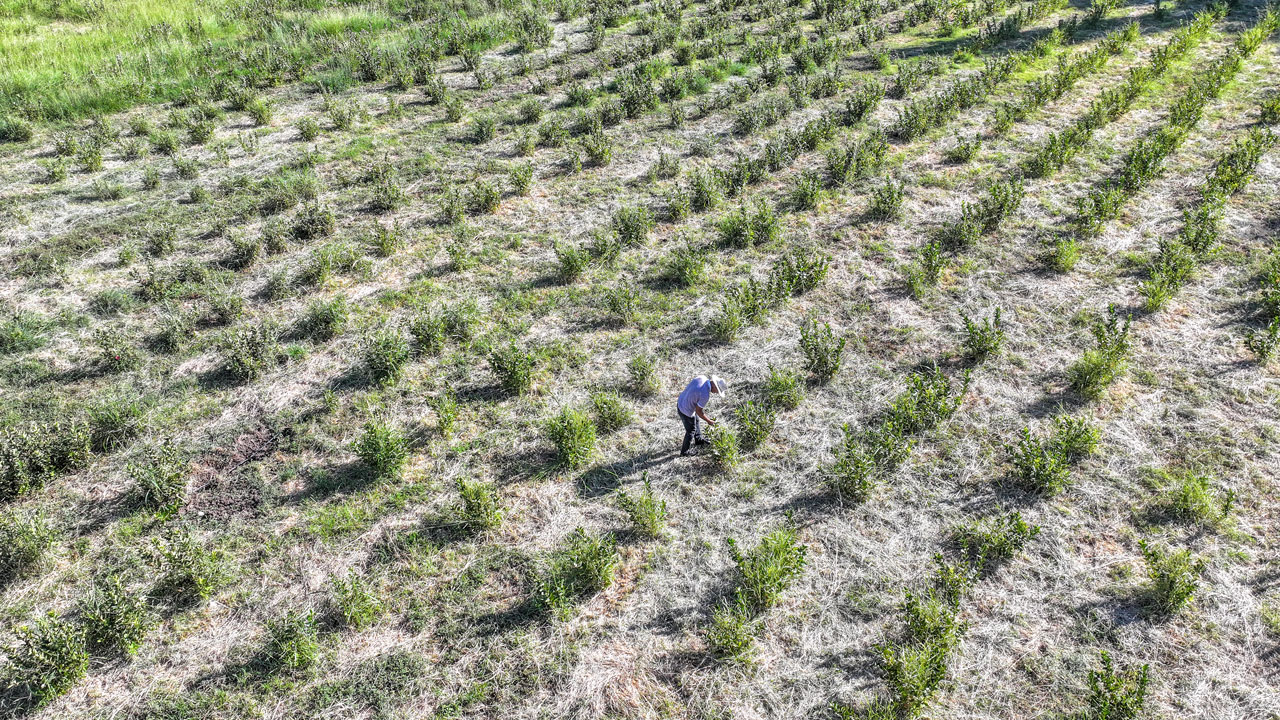 Foto - Eşine bulamamıştı, onun anısına yetiştiriyor! Emekli emniyet müdürü aronyayı Diyarbakır’a getirdi