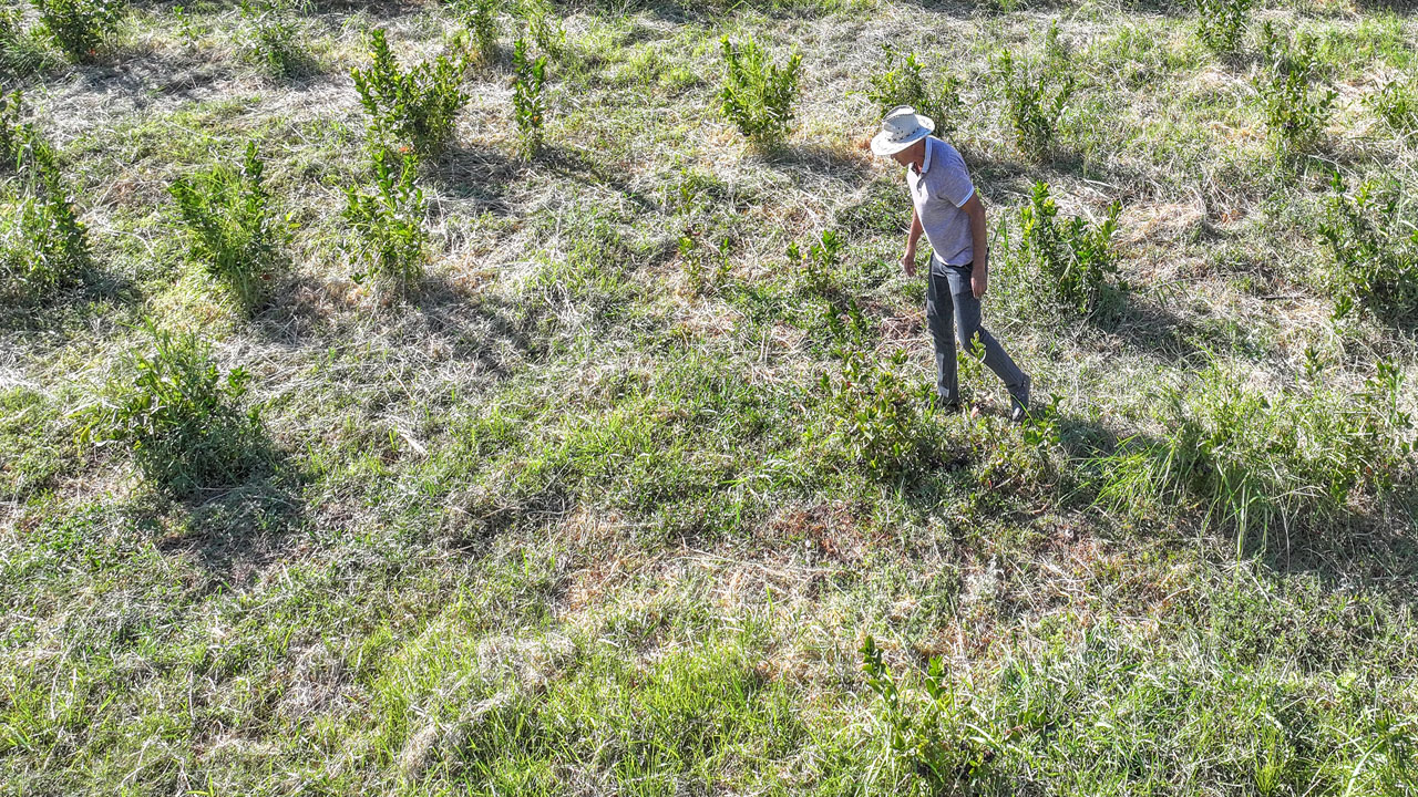Foto - Eşine bulamamıştı, onun anısına yetiştiriyor! Emekli emniyet müdürü aronyayı Diyarbakır’a getirdi