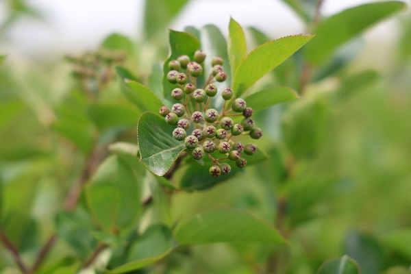 Foto - Eşinin sağlığı için ekti! Kendi işinin sahibi oldu
