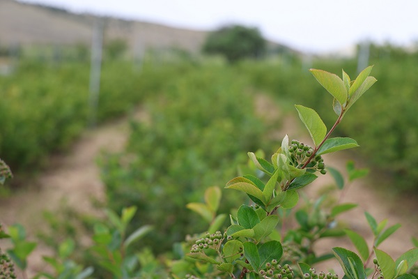 Foto - Eşinin sağlığı için ekti! Kendi işinin sahibi oldu