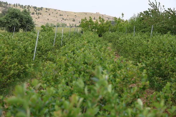 Foto - Eşinin sağlığı için ekti! Kendi işinin sahibi oldu