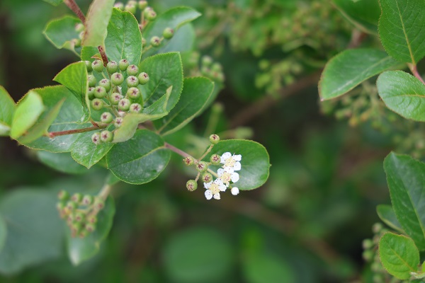 Foto - Eşinin sağlığı için ekti! Kendi işinin sahibi oldu