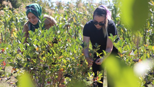 Foto - Eşinin sağlığı için ekti, şimdi paraya para demiyor! "Süper meyve"den süper kazanç elde ediyor