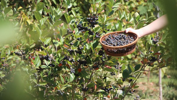 Foto - Eşinin sağlığı için ekti, şimdi paraya para demiyor! "Süper meyve"den süper kazanç elde ediyor