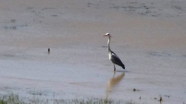 Foto - Eski günlerine kavuştu! Artık yaban kuşlarının evi