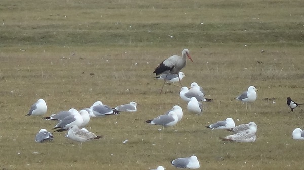 Foto - Eski günlerine kavuştu! Artık yaban kuşlarının evi